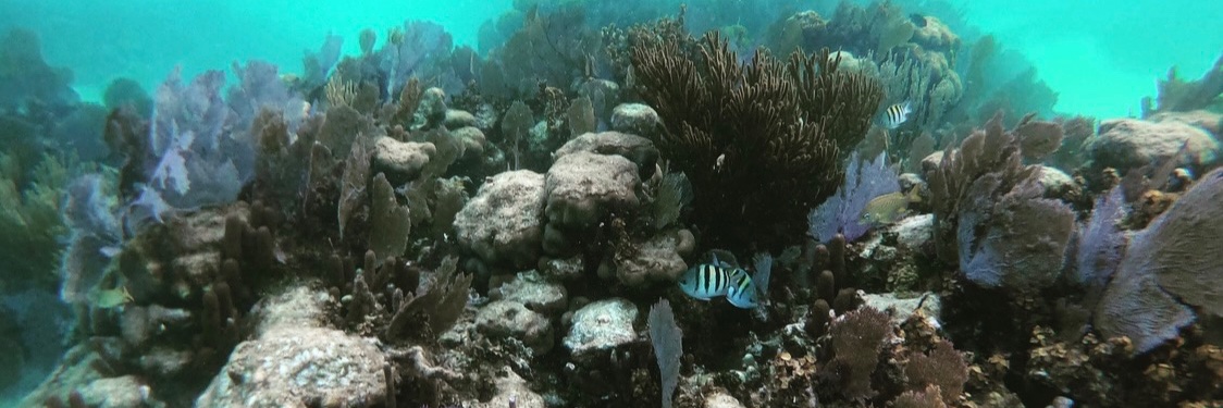 Christine Lee 🌈🌎💧 banner