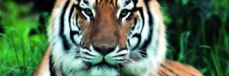 NLFScott's profile banner image