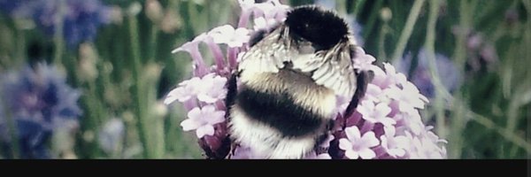 juanitaguidera Profile Banner