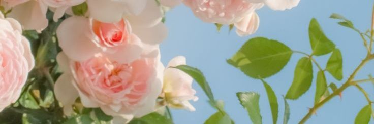 myldaas's profile banner image