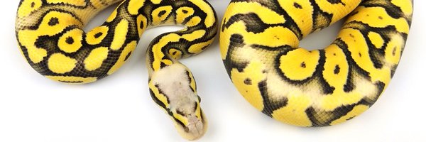 HissyFitReptile Profile Banner