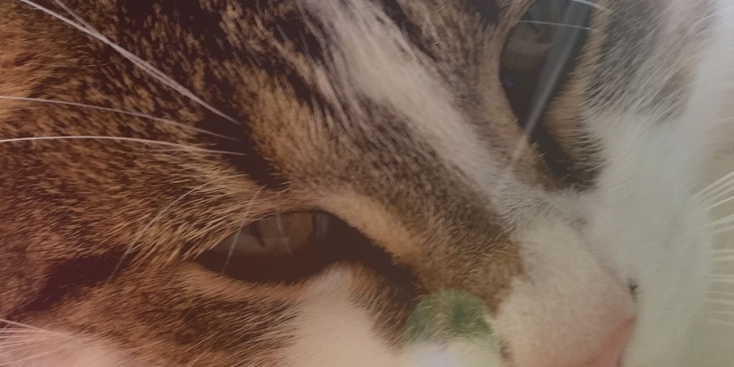 MelissaHamminga's profile banner image