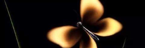 alesmuca's profile banner image