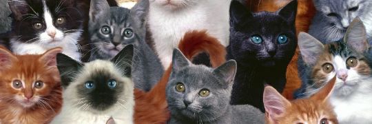 NicoleFullaondo's profile banner image