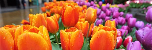 vhammeal Profile Banner