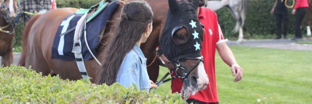 Elif banner