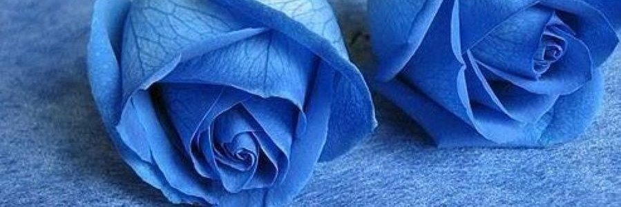 Andrea 🇦🇷 banner