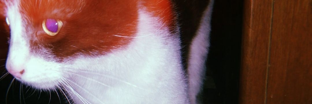 sofiortega1's profile banner image