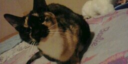 coolkat988's profile banner image
