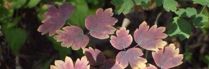 ▣веску◈ѕсне▯▯◍ banner