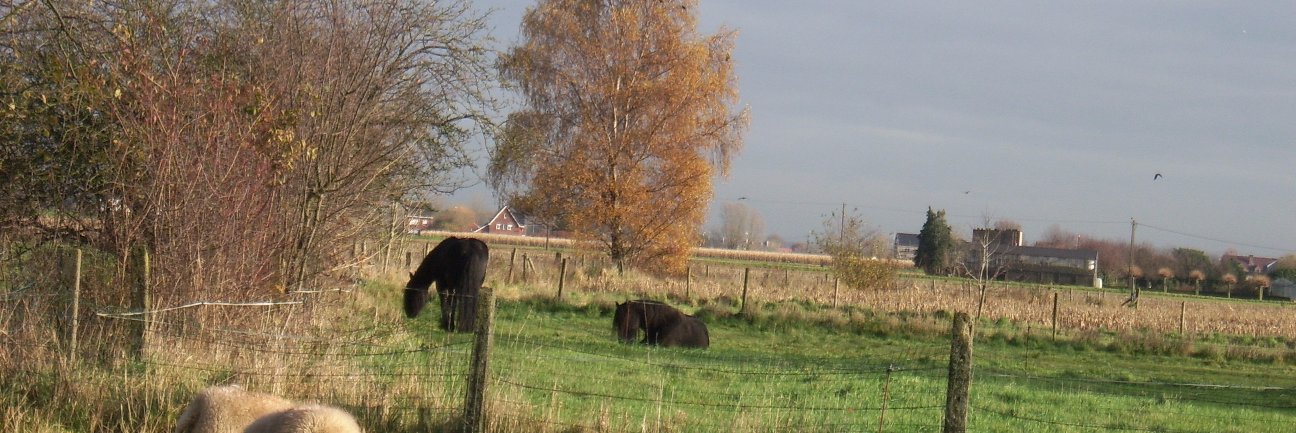 WillyRoekens's profile banner image