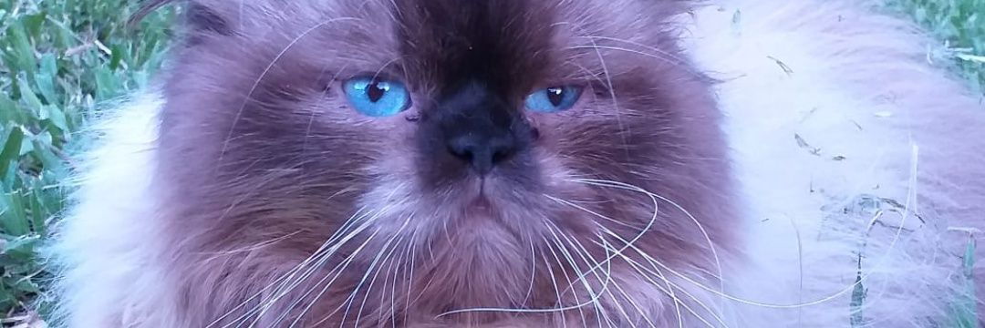 🇧🇷SóDeusPeloBrasil banner