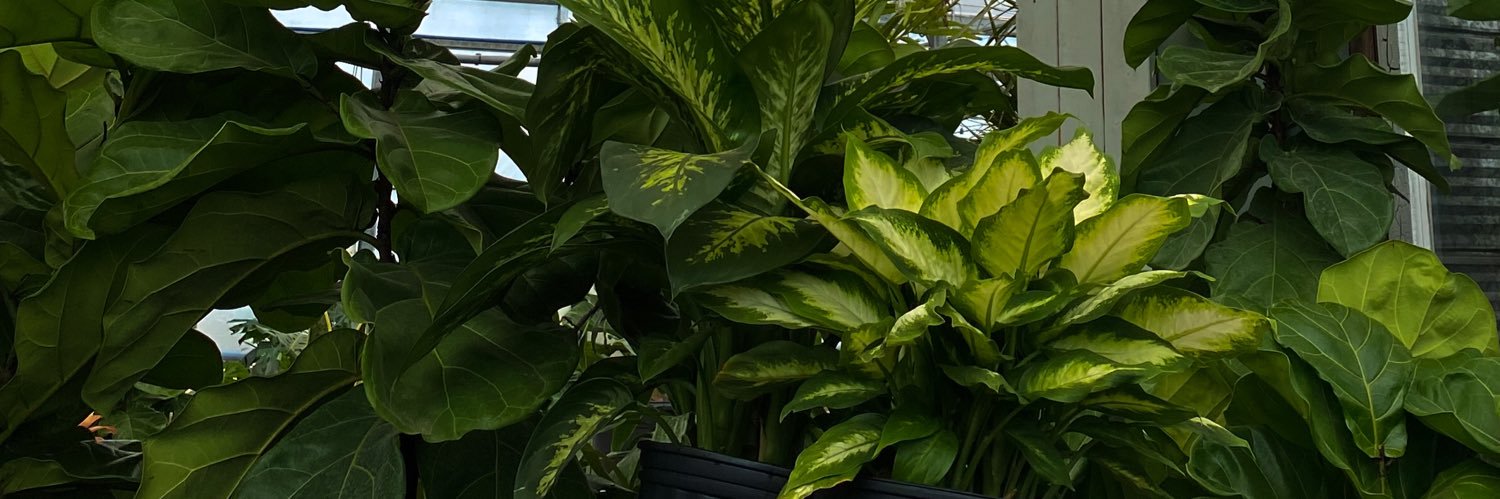 SabinaLeonte's profile banner image