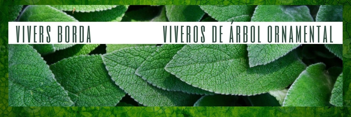 ViversBorda's profile banner image
