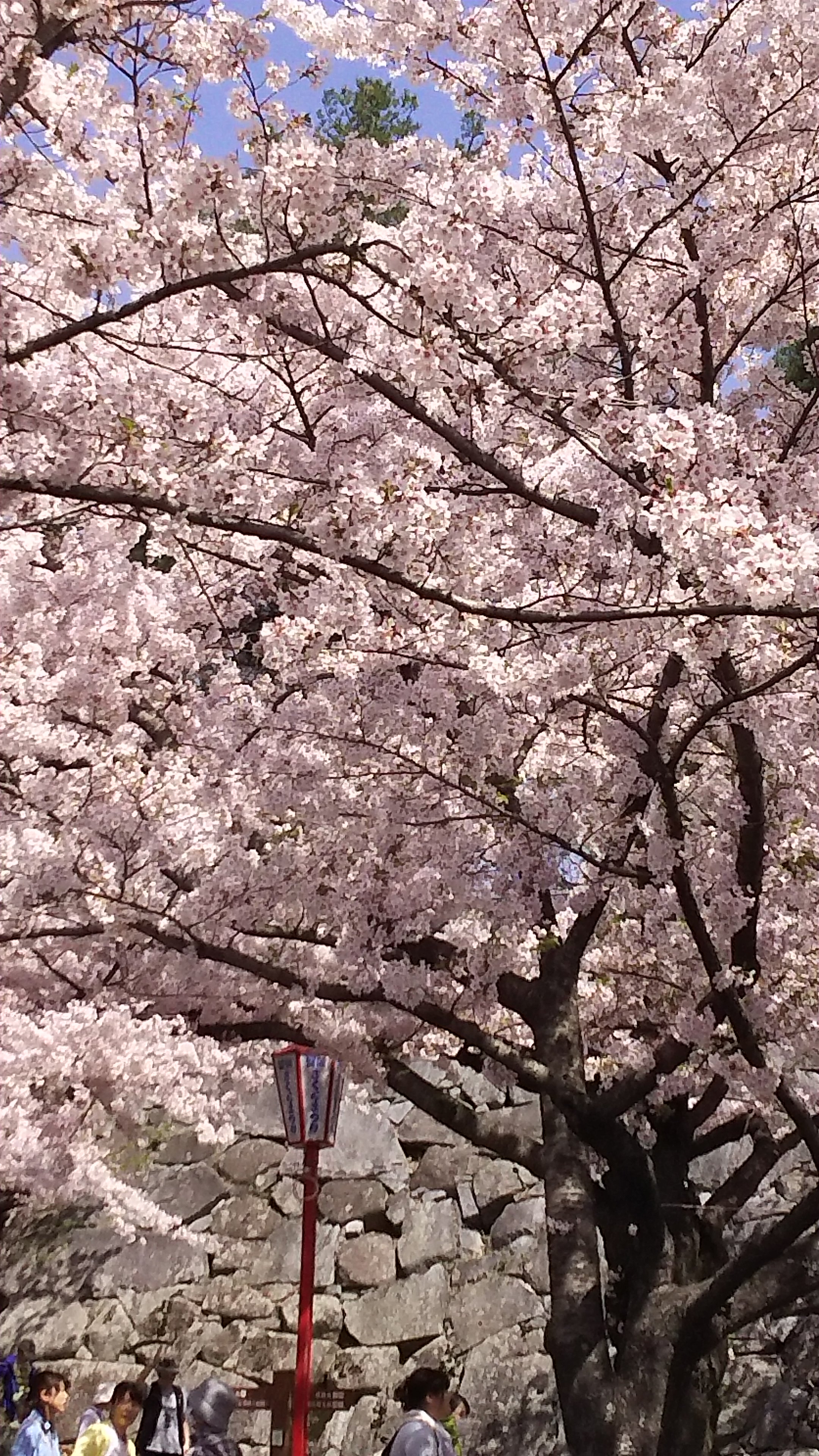 礼香 banner