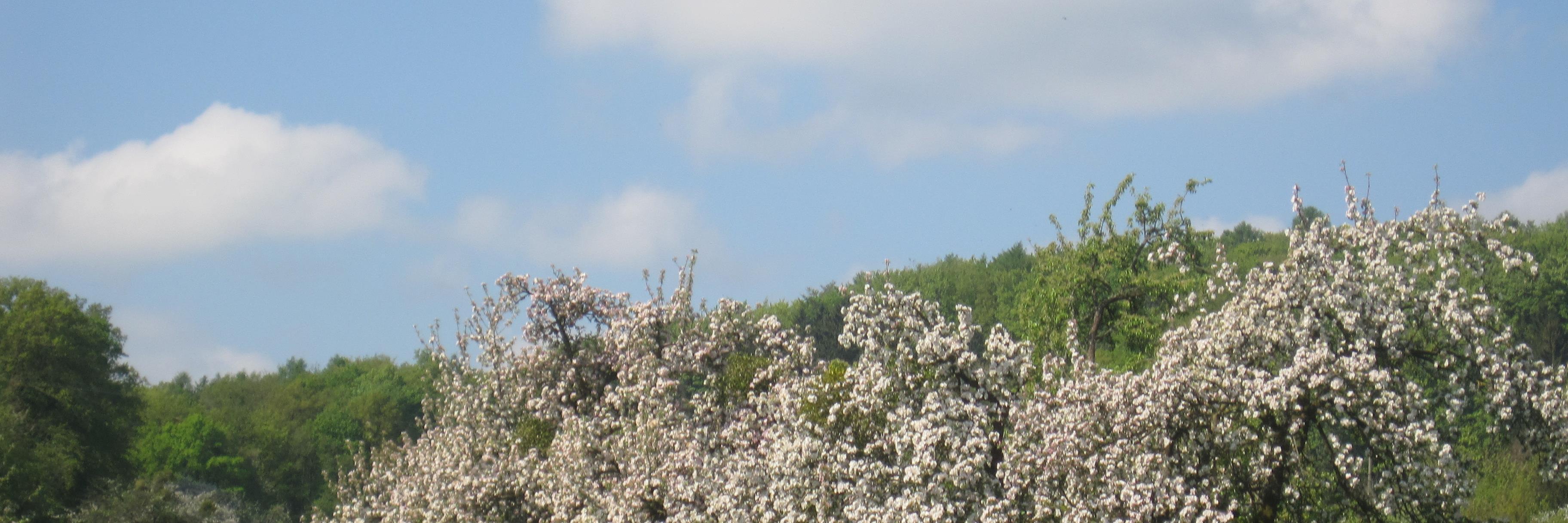 ReneKirch's profile banner image