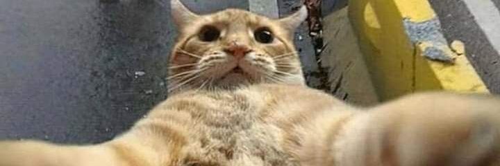 Shu-Shi Shu Shef banner