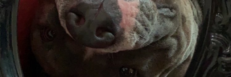 the_aprill's profile banner image