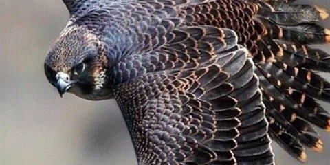 Mubarakaltaleeb's profile banner image