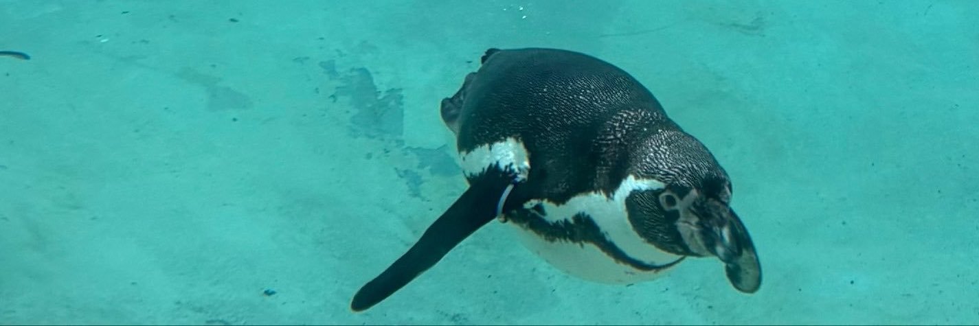 penguinjourno's profile banner image