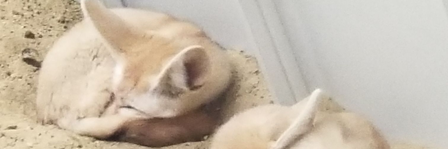 akantoero's profile banner image
