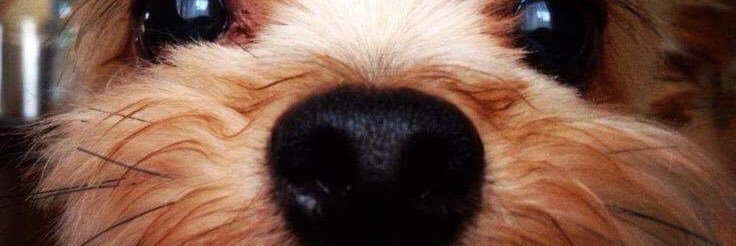 Maria E San Segundo banner