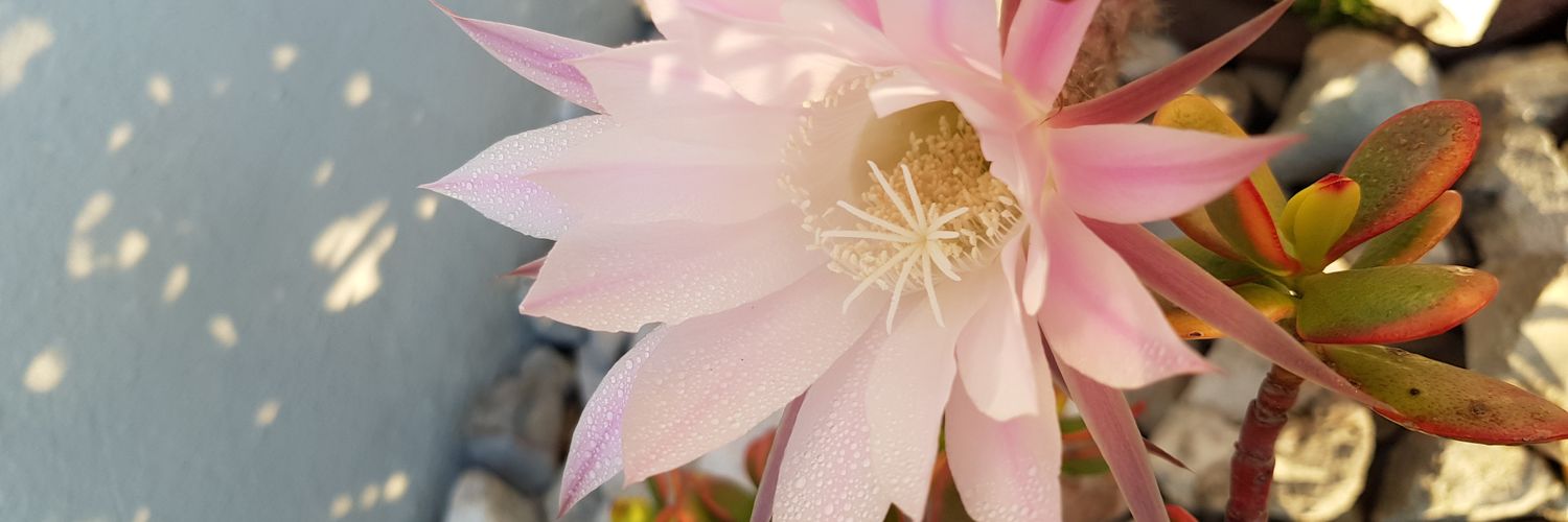 Gracidea0928's profile banner image