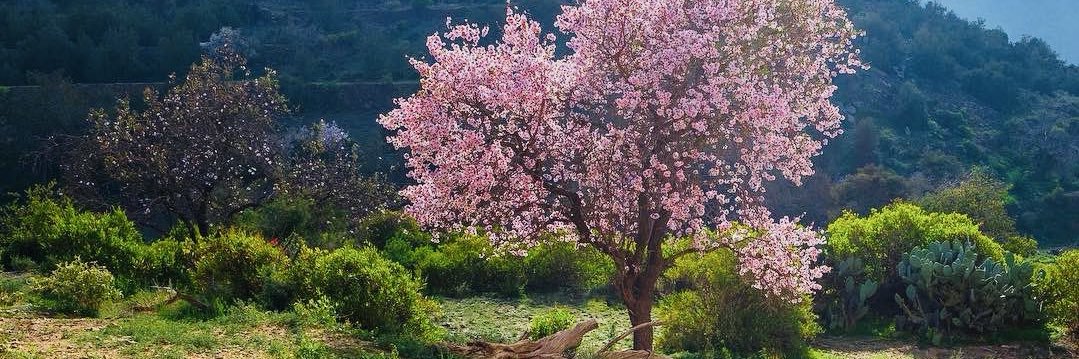 مهندس أحمد 🇸🇦 banner