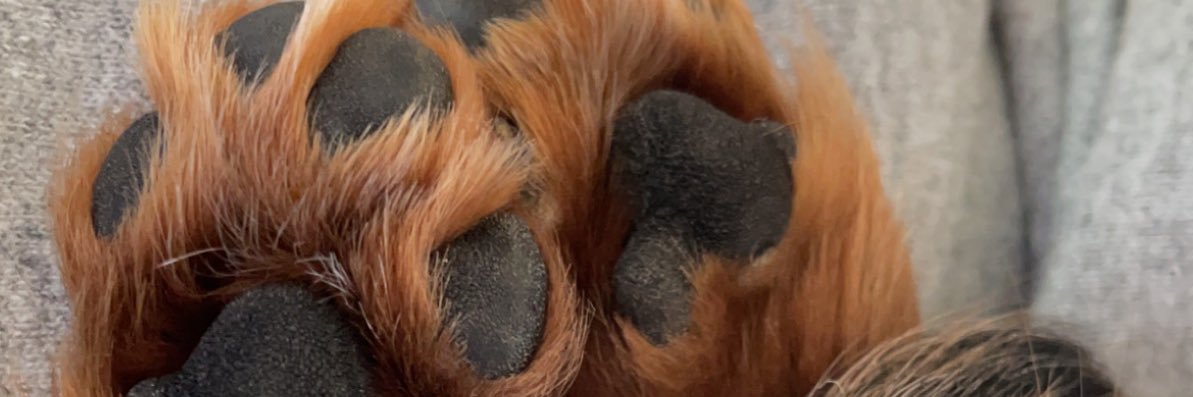 anna_sabrina's profile banner image