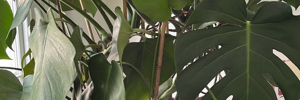 Lulurevell Profile Banner