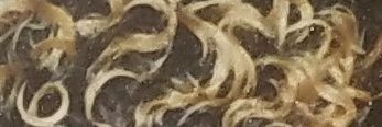 NunitoDelGrande's profile banner image