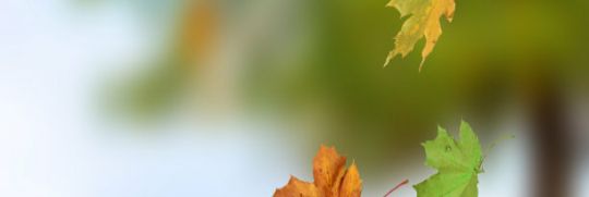 fhda78440's profile banner image
