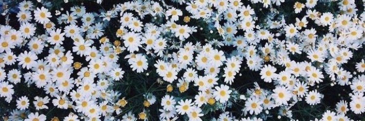 sarah_bjohnson's profile banner image