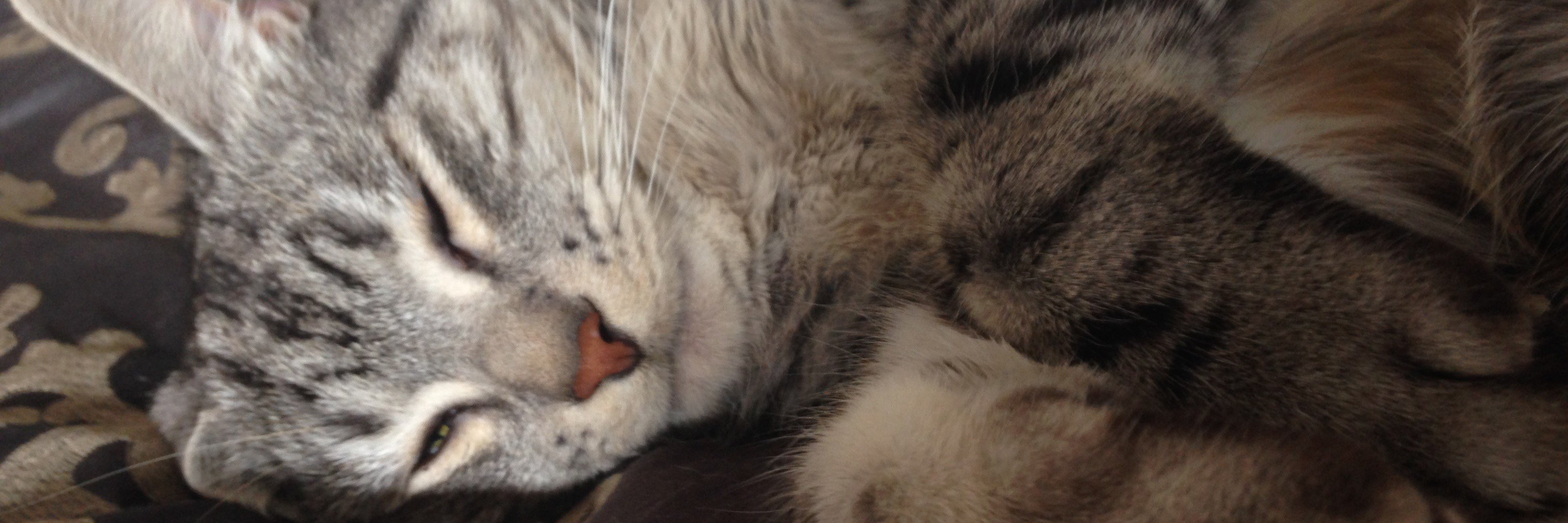 OskiFattycat's profile banner image