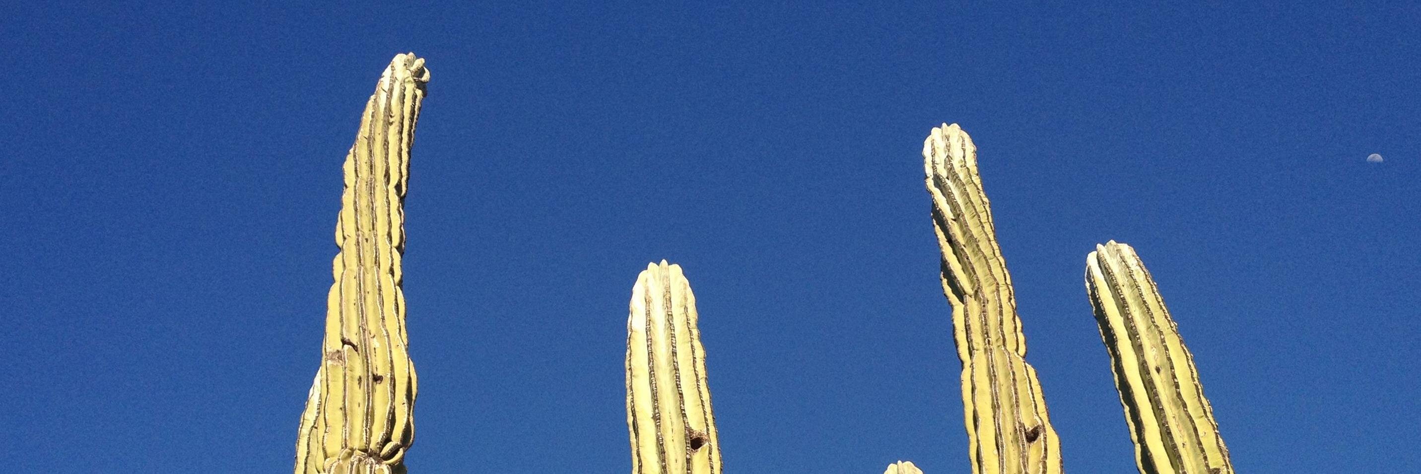brunostabio's profile banner image
