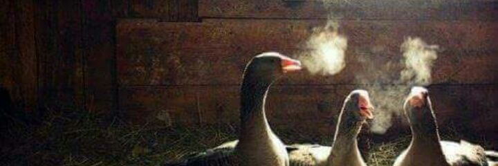 Guillermo_AT's profile banner image