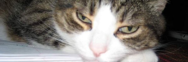 cipipi Profile Banner