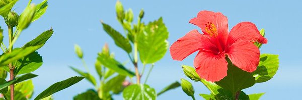 Agnes_CommComm Profile Banner