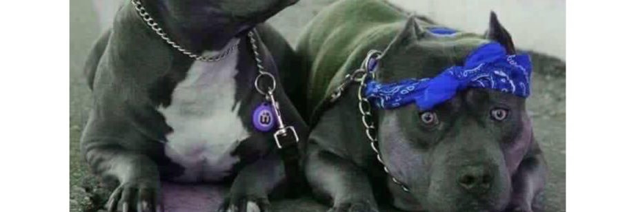 OfficialOGCaine's profile banner image