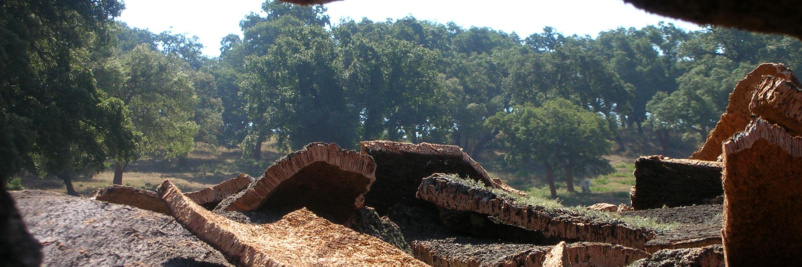Montresgf's profile banner image