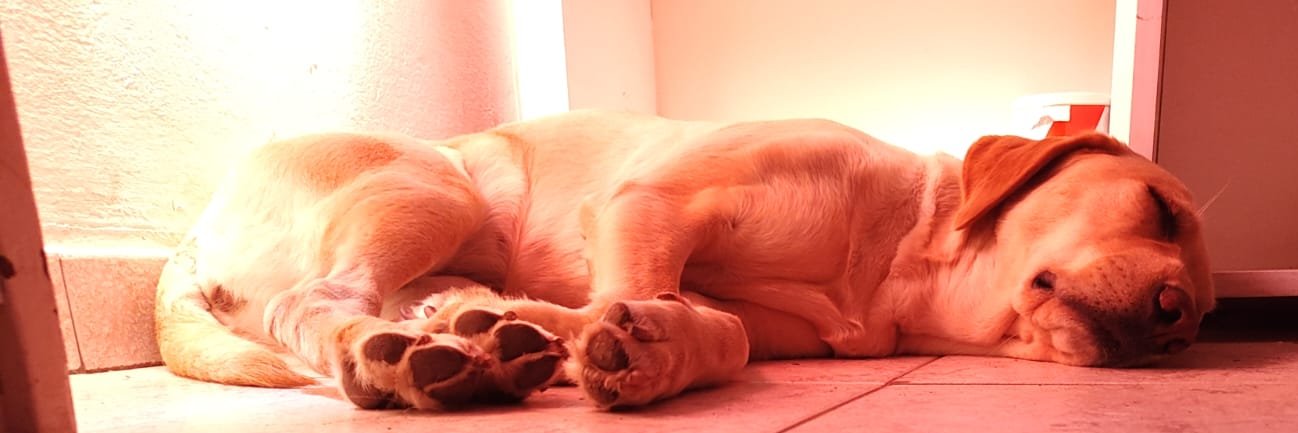 TheDogzilla's profile banner image