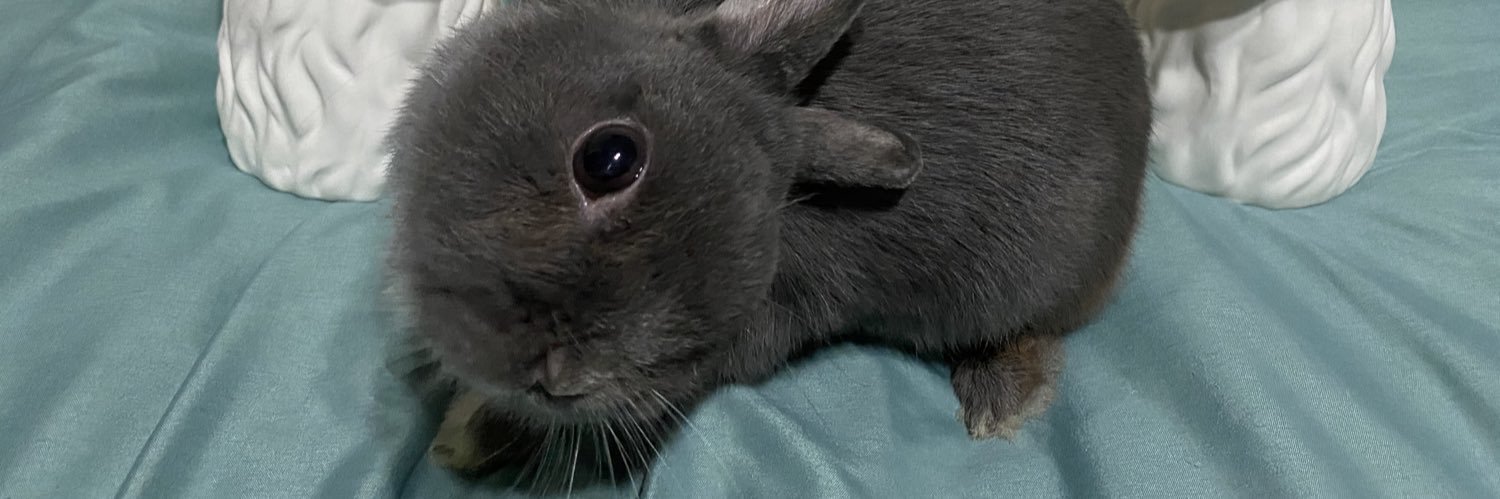 bunny2ss's profile banner image