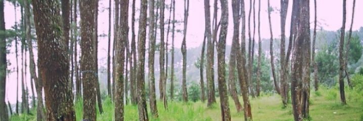ReenaAyu's profile banner image