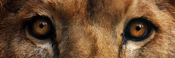 aweexx's profile banner image