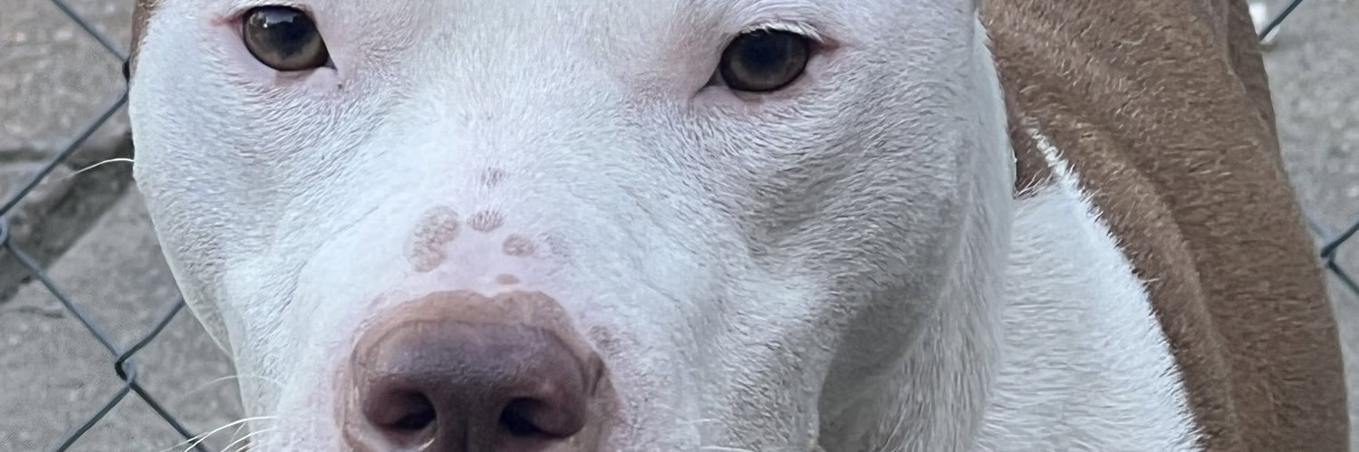 KINGFATBOYY's profile banner image