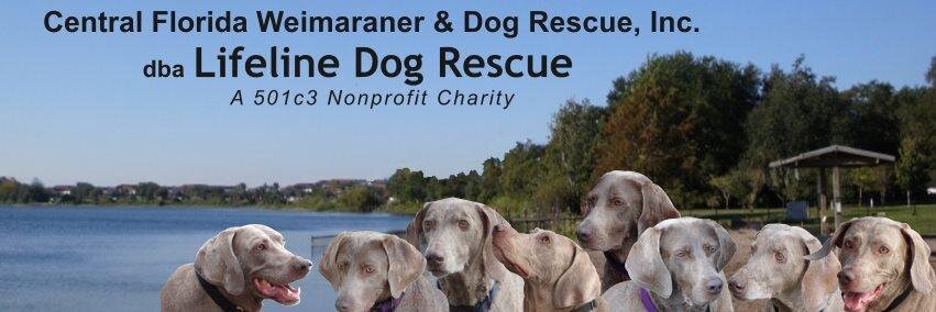 LifelineDogs's profile banner image