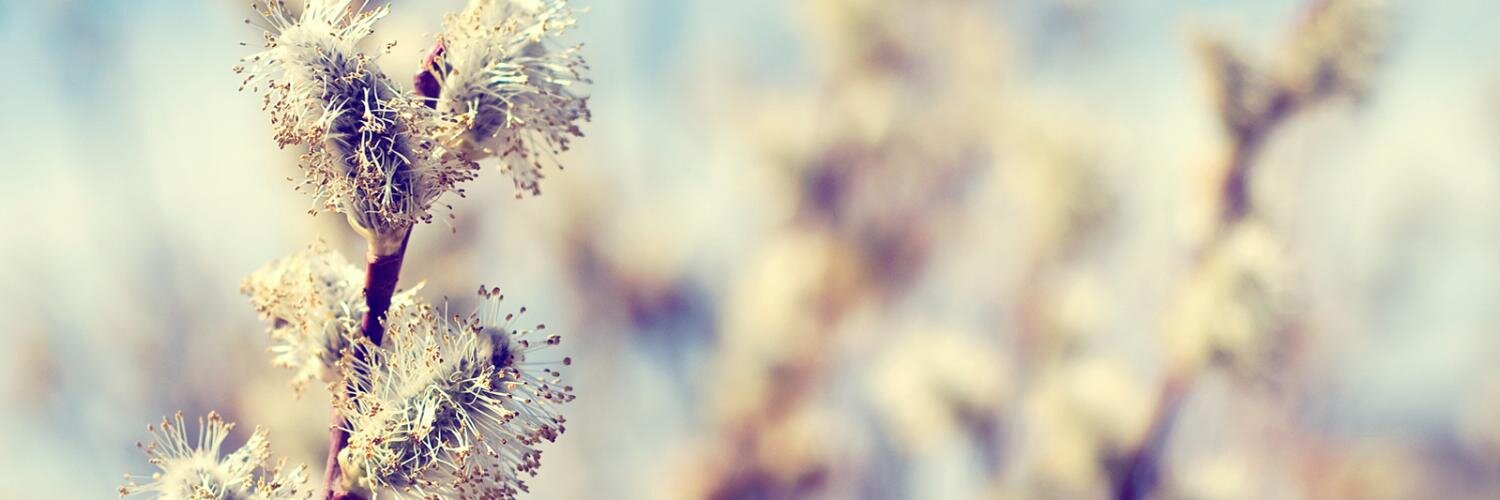Coffee_Junky's profile banner image