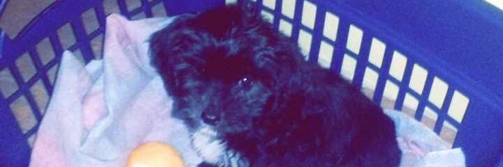 Alejandra Obando banner