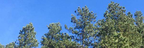 CCaneva Profile Banner