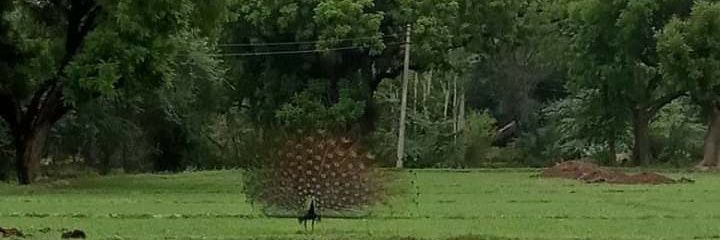 Anshu Kumar Singh banner